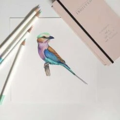 Tombow® Irojiten Book Box Sets Of Coloured Pencils -Copic Shop IrojitenBookBoxSetsofColouredPencils 4